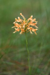Platanthera ciliaris