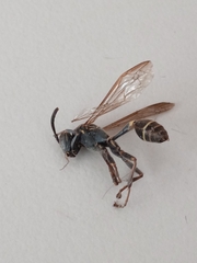 Mischocyttarus pallidipectus