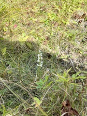 Spiranthes ochroleuca