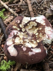 Russula mariae