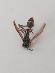 Mischocyttarus pallidipectus