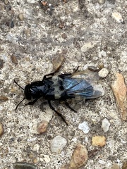 Creophilus maxillosus