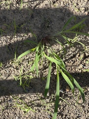 Echinochloa crus-galli