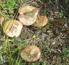 Lactarius torminosus