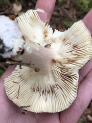 Russula mariae