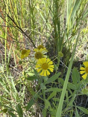 Helenium