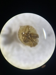 Murgantia histrionica