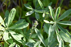 Veronica wormskjoldii