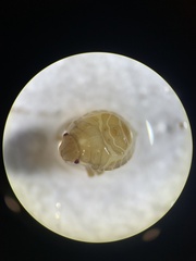 Murgantia histrionica