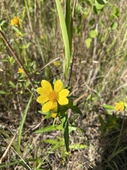 Bidens laevis