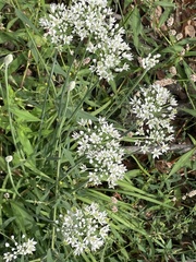 Allium tuberosum