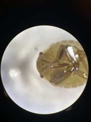 Murgantia histrionica