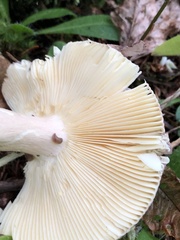 Russula mariae