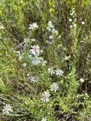 Symphyotrichum ericoides