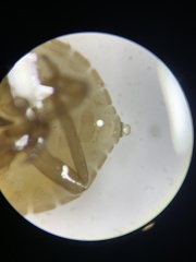 Murgantia histrionica