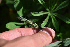 Veronica wormskjoldii