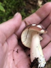 Russula mariae