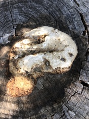 Spongiporus leucospongia
