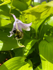 Bombus impatiens
