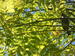 Thraupis palmarum