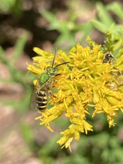 Agapostemon