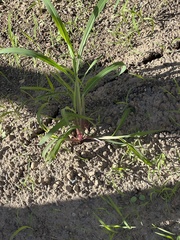 Echinochloa crus-galli