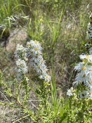 Symphyotrichum ericoides