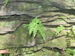 Cystopteris tennesseensis