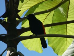 Ramphocelus passerinii