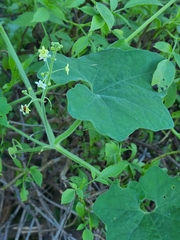 Echinopepon wrightii