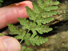 Cystopteris tennesseensis