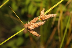 Bolboschoenus maritimus