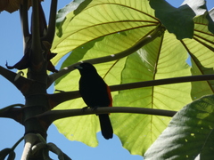 Ramphocelus passerinii