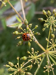 Hesperomyces harmoniae