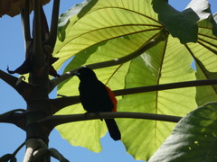 Ramphocelus passerinii