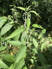 Urtica gracilis
