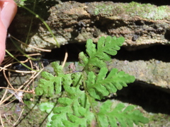 Cystopteris tennesseensis