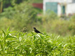 Agelasticus cyanopus