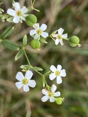 Euphorbia corollata