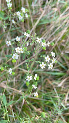 Euphorbia corollata