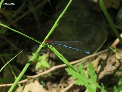 Argia oenea