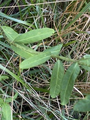 Euphorbia corollata