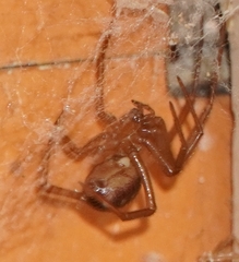 Steatoda