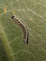 Tenthredo mandibularis