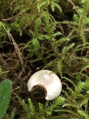 Cystoderma carcharias