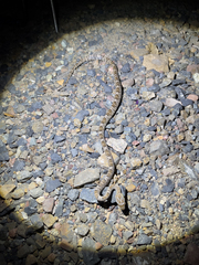 Trimorphodon lyrophanes