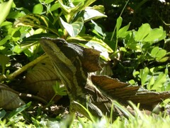 Basiliscus basiliscus