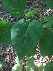 Catalpa