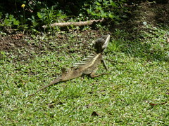 Basiliscus basiliscus