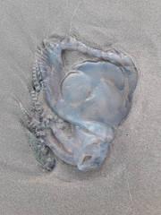 Catostylus tagi